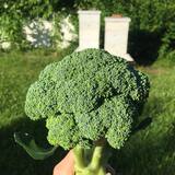 Broccoli Bunch 