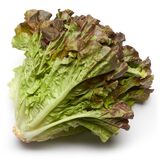 Lettuce - Red Leaf