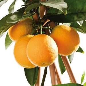 ORGANIC Navel Oranges - 8 count