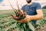 Red Beets 