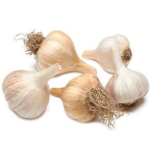 Garlic